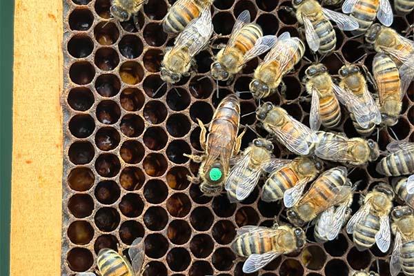 A close of bees