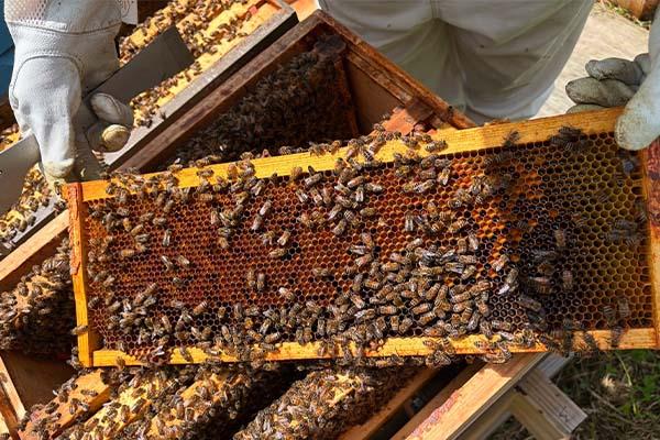 A beehive