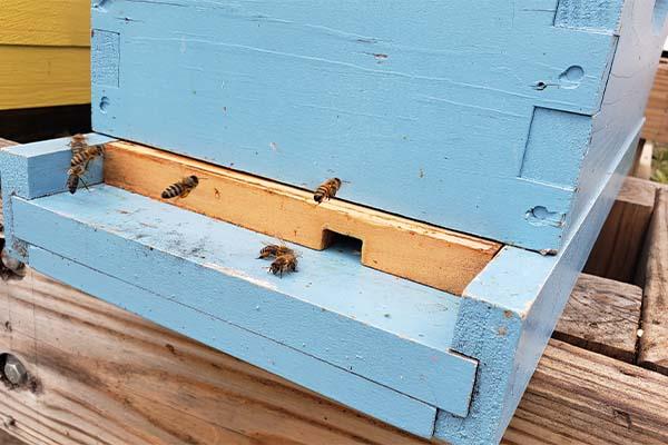 A few bees entering a box
