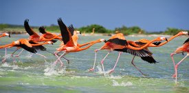 flamingos