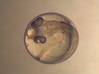 Stickleback Embryo