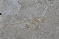 fossil picture