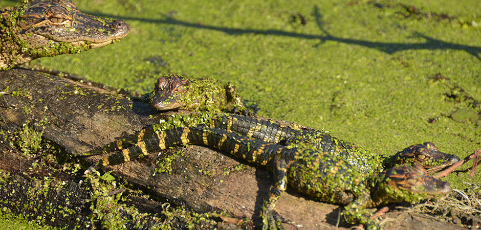 Everglades wildlife