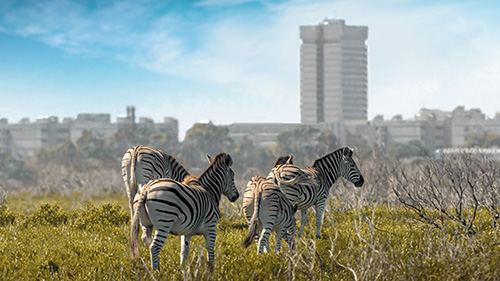 Zebras on the Nelson Mandela University campus reserve