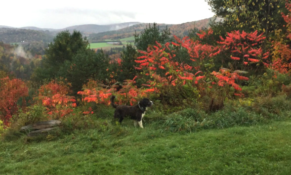 Dog in field