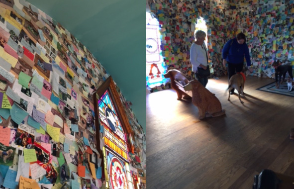 Dogs in gallery