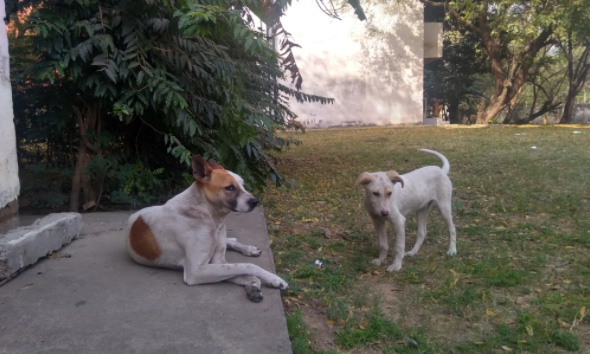 Two dogs from India