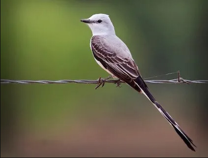 Scissor-tailed flycatcher