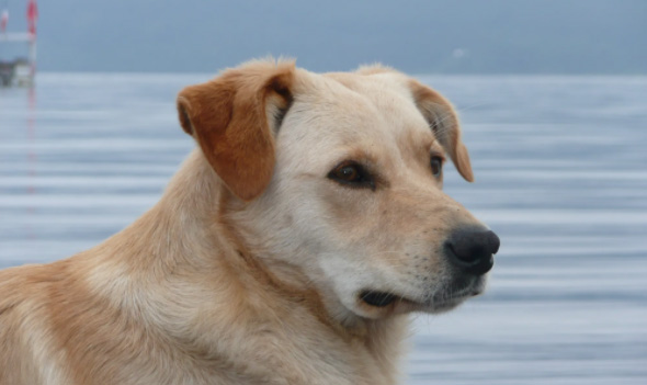 Photo of a golden lab