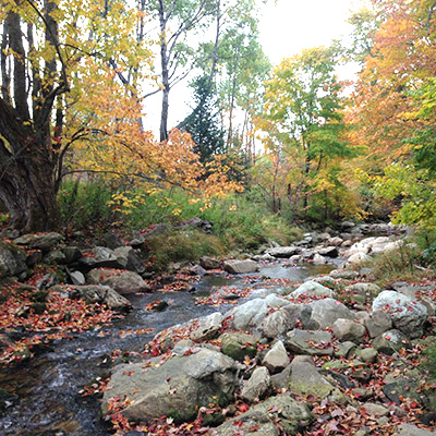 a brook in fall