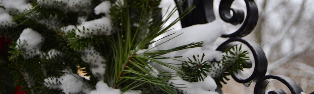 Snow and pine needles on MCLA gates