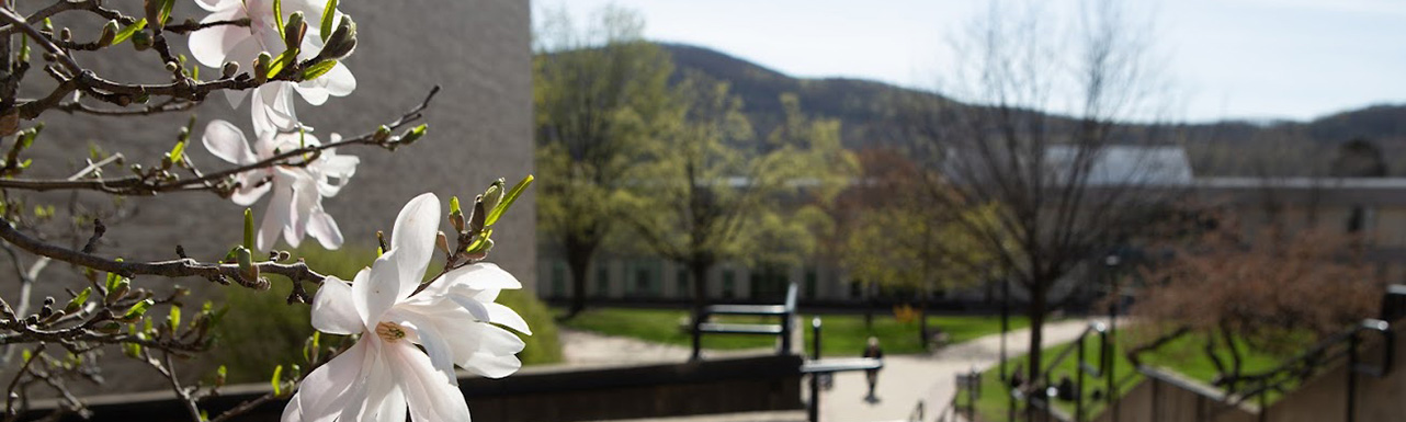 MCLA quad with blossoms and mountain beyod