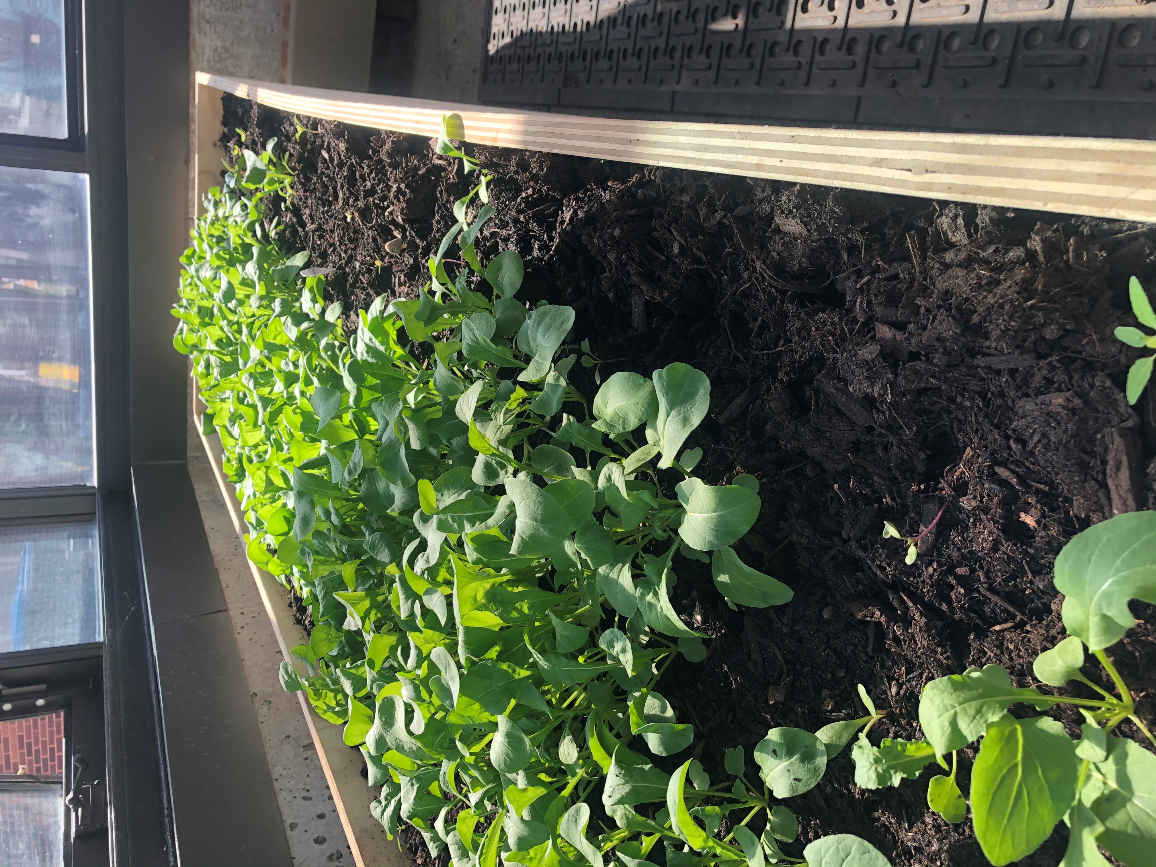 The greenhouse connected to MCLA’s Venable Hall, right across from the Amsler Campus Center, is now home to seedlings that will become veggies and herbs for sauces, salsas, and pickles. When students return to campus next semester, they’ll be able to try a few varieties of an “MCLA Pickle” created by MCLA Dining Executive Chef Tony Fiorentino. 
