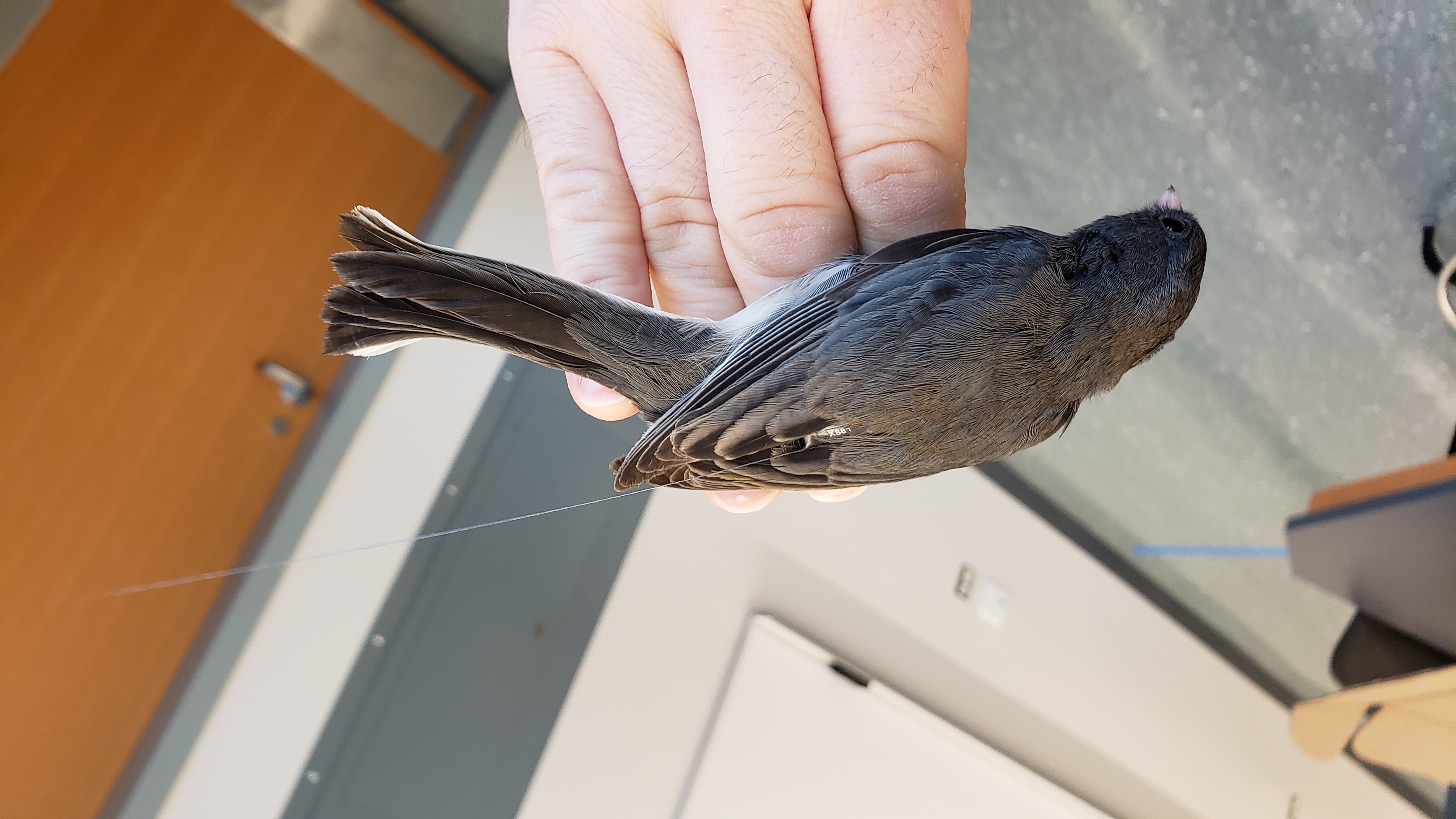 A junco with a radio tag banded during an environmental science class at MCLA. The tags that are detected by the MOTUS receiving stations look very similar to this. Photo provided by Dan Schustack. 