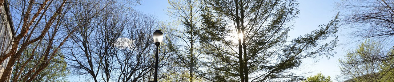 light through trees in front of Bowman Hall