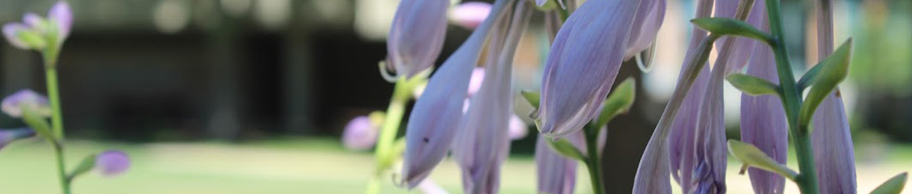 Hosta flowers hanging on campus