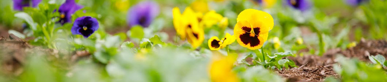 Flowers on campus