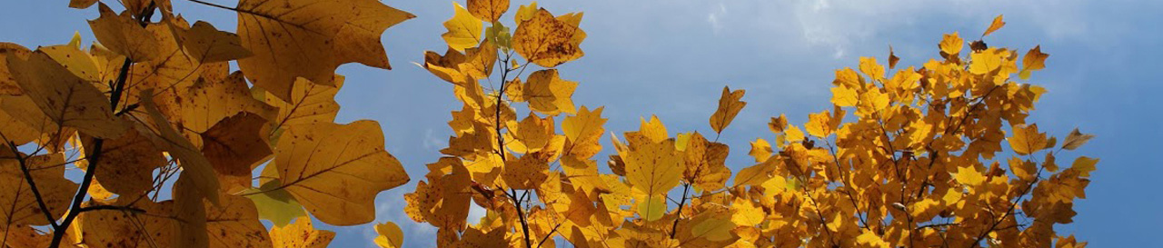 leaves in fall